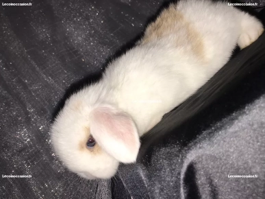 lapin minilop
