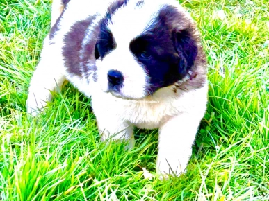 Saint Bernard Saint Bernard