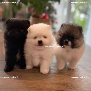 Spitz nain chiots Spitz nain chiots