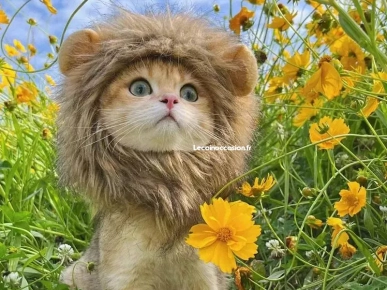 perruque lion pour chat perruque lion pour chat