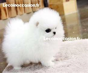 Je donne ce chiot pomeranien qui fera 1,2kg adulte et restera nain Je donne ce chiot pomeranien qui fera 1,2kg adulte et restera nain