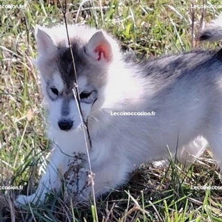 Magnifiques chiots husky sibérien
