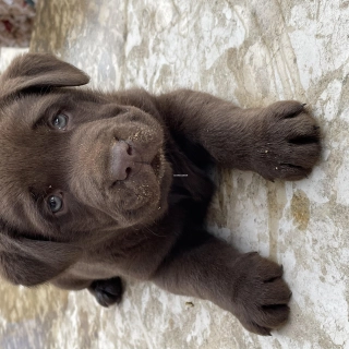 A vendre chiots labradors chocolats A vendre chiots labradors chocolats