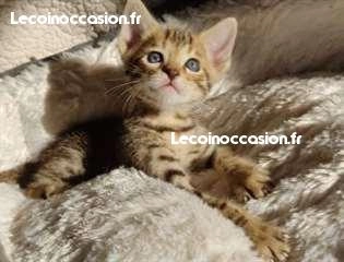 A donner, magnifiques chatons savannah A donner, magnifiques chatons savannah