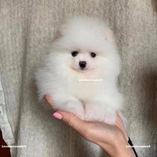 Chiot spitz nain , cherche une nouvelle famille Chiot spitz nain , cherche une nouvelle famille