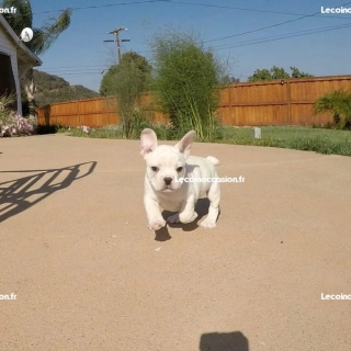 Chiot bouledogue Français à donner contre soins Chiot bouledogue Français à donner contre soins