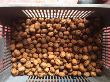 Vente noix fraiches bio Vente noix fraiches bio