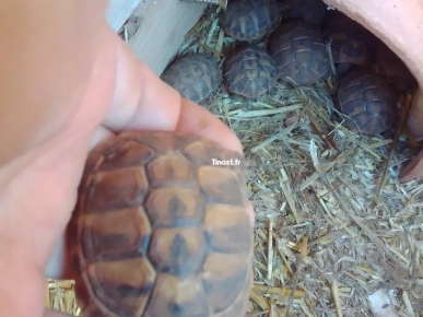 tortue Hermann tortue Hermann