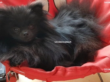 Saillie SPITZ NAIN POMERANIEN NOIR Saillie SPITZ NAIN POMERANIEN NOIR