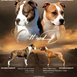 Chiots mâle staff lof Chiots mâle staff lof