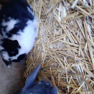 Lapin nain Lapin nain