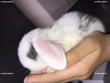 LAPIN Bélier MINILOP