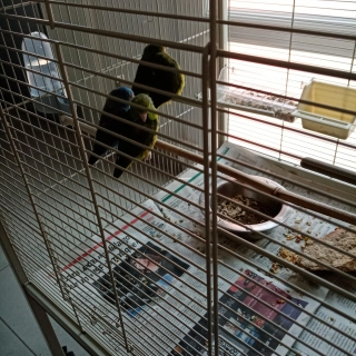 Perruches moineaux Perruches moineaux