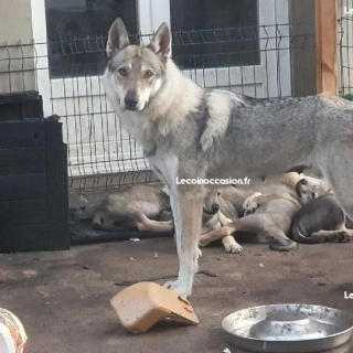 Chien loup tchécoslovaque Chien loup tchécoslovaque