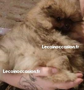 Chiots spitz nain lof loulou de pomeranie