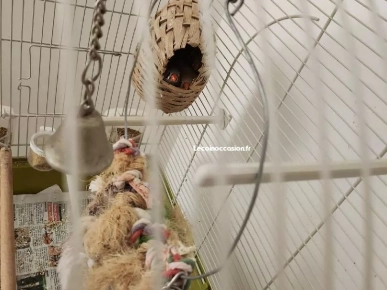 mandarin oiseaux mandarin oiseaux