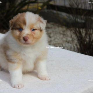 Donne mignonnechiot berger Australien Donne mignonnechiot berger Australien