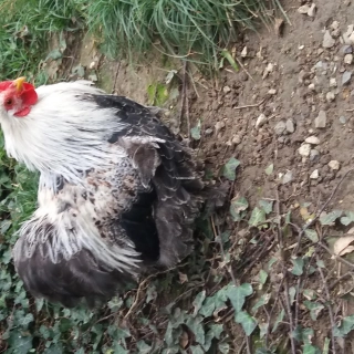 Vend bantam de Pékin Vend bantam de Pékin