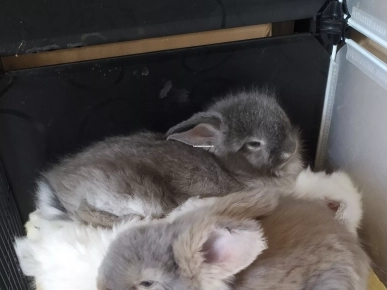 Bébés lapins angoras Anglais Bébés lapins angoras Anglais