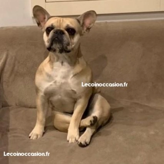 Bouledogue français Bouledogue français