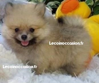 Chiots Pomsky males et femelles