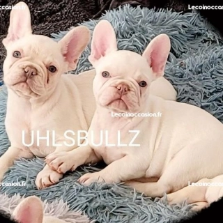 Bouledogue français Lilas MERLE tan Platinum EXO Bouledogue français Lilas MERLE tan Platinum EXO