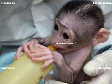 Singe capucin 3 mois Singe capucin 3 mois