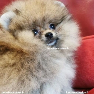 Spitz nainnnnnnnnnn Spitz nainnnnnnnnnn