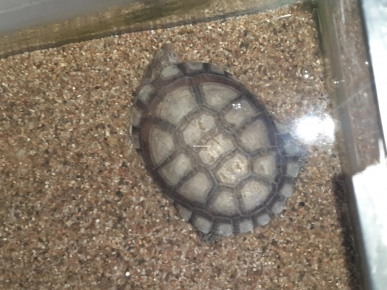 Aquarium bac à tortue