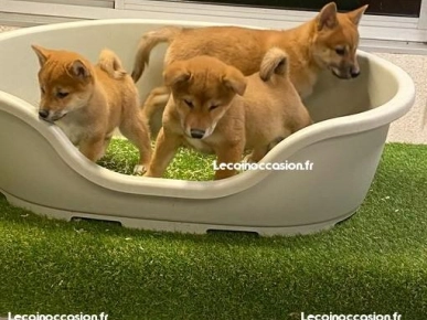 Chiots shiba inu