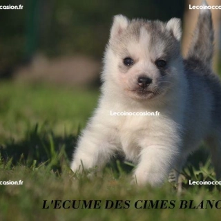Chiot mâle siberian husky LOF Chiot mâle siberian husky LOF