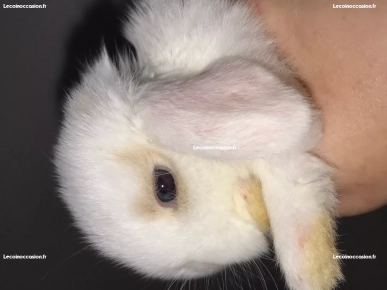 lapin minilop