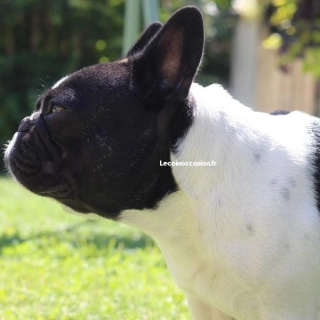Bouledogue français pour saillie Bouledogue français pour saillie