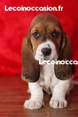 Chiot type basset hound à donner contre bons soin Chiot type basset hound à donner contre bons soin