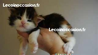 chatons maine coon à donner contre bons soins chatons maine coon à donner contre bons soins