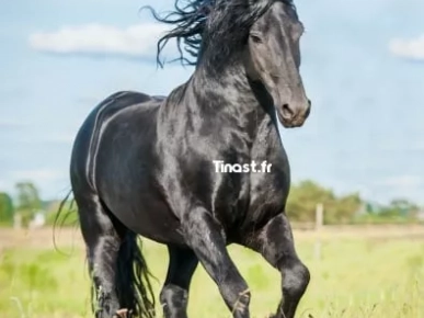 COURS D ÉQUITATION AVEC MONITEUR COURS D ÉQUITATION AVEC MONITEUR