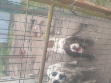 A donner pour chasse A donner pour chasse