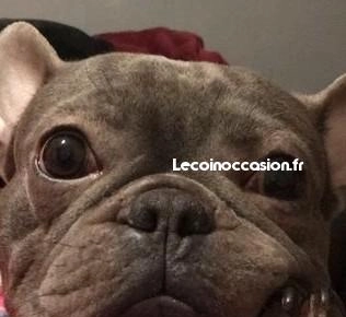 Saillie bouledogue français bleu