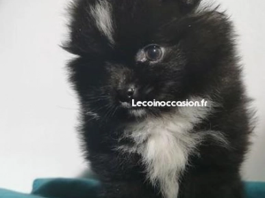 Spitzzzzzzzzzzzzzzzzzzzzzzzz Spitzzzzzzzzzzzzzzzzzzzzzzzz