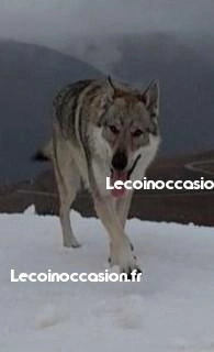 Saillie chien loup tchécoslovaque Saillie chien loup tchécoslovaque