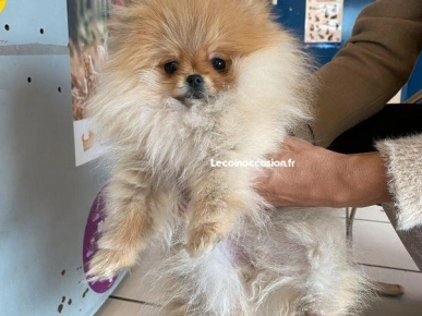 Superbe Femelle Spitz nain type pomeranien