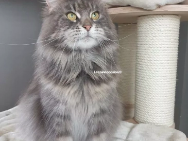 Maine coon Maine coon