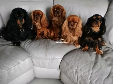 Vente de chien  Vente de chien