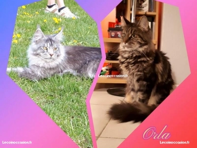 Chaton Maine coon Chaton Maine coon