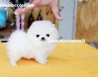 Donne ce chiot qu fera 1,2kg adulte et restera nain à une personne aimant les animaux Donne ce chiot qu fera 1,2kg adulte et restera nain à une personne aimant les animaux