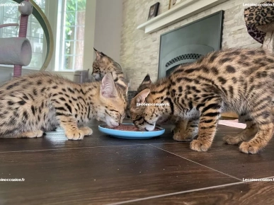 chaton serval & caracal disponibe chaton serval & caracal disponibe