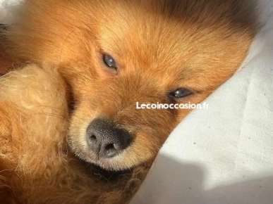 Saillie Spitz Saillie Spitz