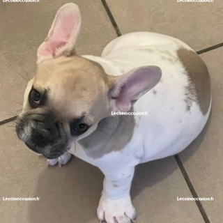 Chiot bouledogue français à Aubagne Chiot bouledogue français à Aubagne