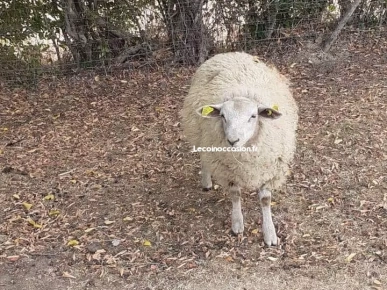 Vent agneaux