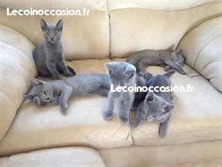 Chatons bleu russe cherche nouveau foyer Chatons bleu russe cherche nouveau foyer